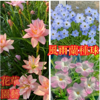 🌷【風雨蘭種球根】超優價 韭蘭球莖 四季種植 蝴蝶夫人 黃金羅盤 櫻吹雪 室內陽臺庭院花卉