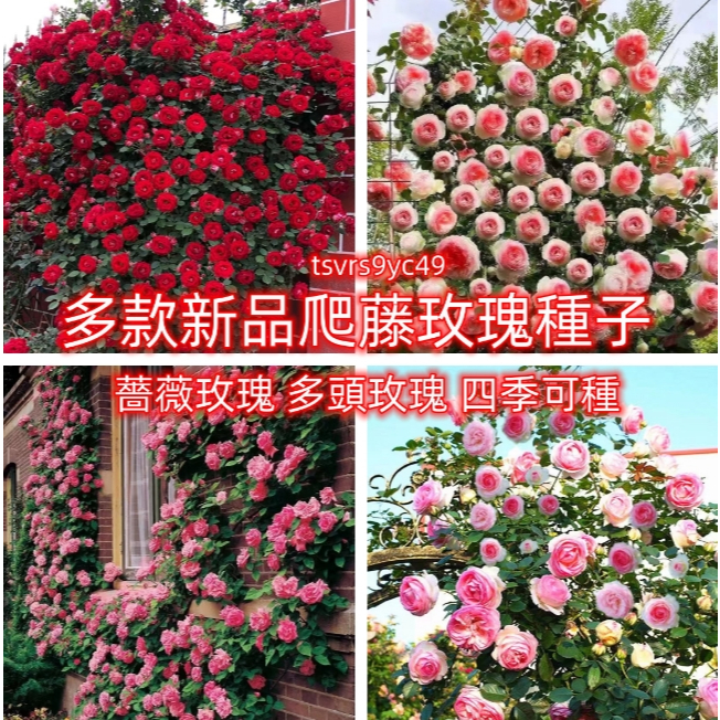 【爬藤薔薇花種子】多款薔薇月季玫瑰 無刺爬藤薔薇玫瑰 大花薔薇花種子四季播種開花不斷植物花卉種子