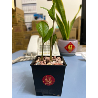 金錢樹/觀葉植物- 3吋盆樹苗/辦公室盆栽/小品盆栽🪴