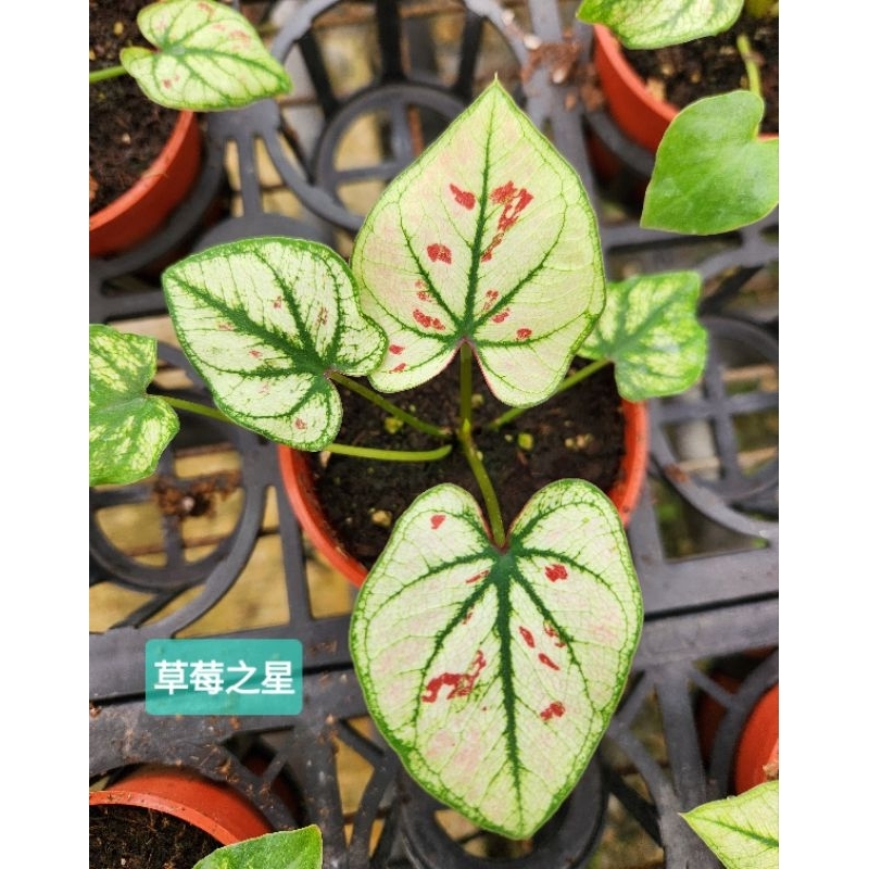 草莓之星  雨林植物 彩葉芋 3吋盆
