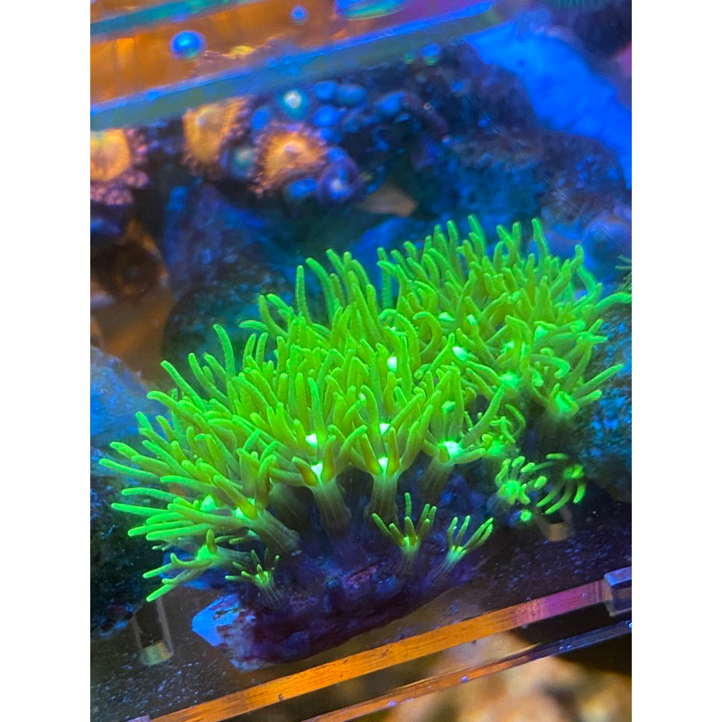 海水缸 進口螢光大花丁香 背景圖 魚缸造景