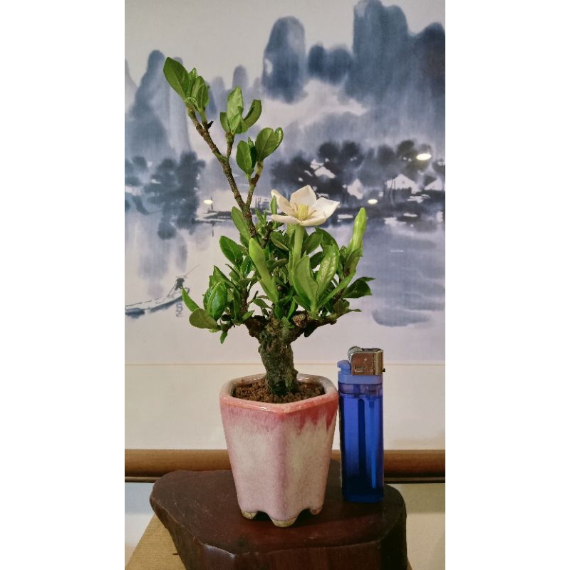 853G-絕美「槴子花」迷你品豆盆盆栽（10幾年樹齡老樹頭）