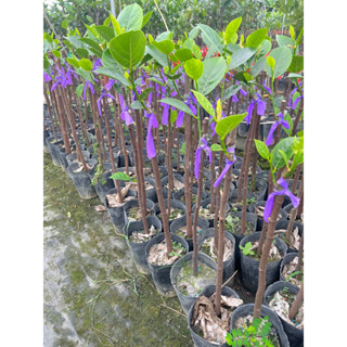 ★綠霖園藝★呷味先波羅蜜 嫁接苗 觀賞植物/水果樹苗/新興果樹/果苗/嫁接/植物/盆栽