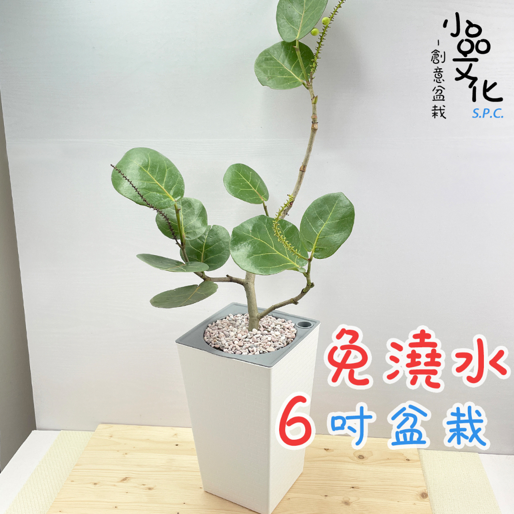 【小品文化】海葡萄【現貨】6吋磚紋免澆水盆栽 觀葉植物 室內植物 創意花盆 居家辦公盆花 喜光植物