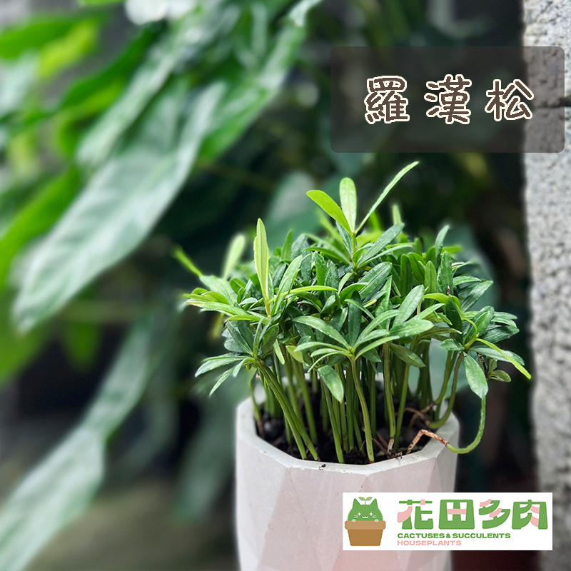 【羅漢松】三吋盆 金錢松/觀葉植物/多肉植物/空氣鳳梨/石頭玉
