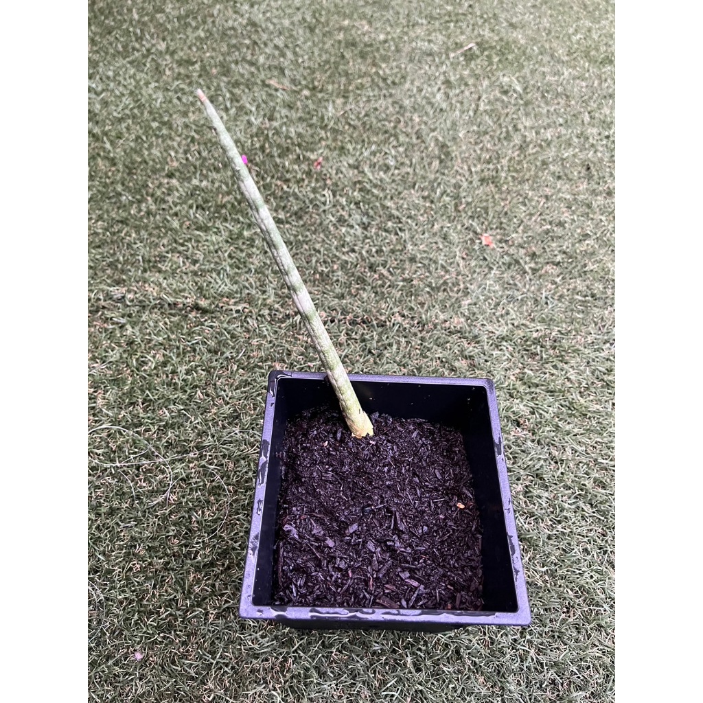 現貨-棒葉虎尾蘭 石筆虎皮蘭 好顧植物 室內植物 淨化空氣植物 虎尾蘭
