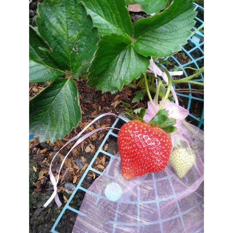 巨無霸草莓苗  2.5吋杯苗