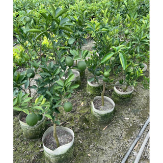 ★綠霖園藝★木瓜蜜丁 嫁接苗 盆觀賞植物/水果樹苗/新興果樹/果苗/嫁接/植物/盆栽