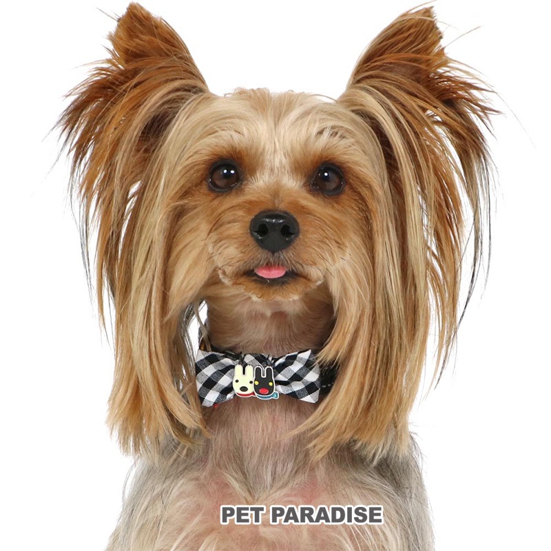 【PET PARADISE】寵物狗狗項圈 (3S/SS/S)｜Gaspard et Lisa 2023新款 寵物項圈