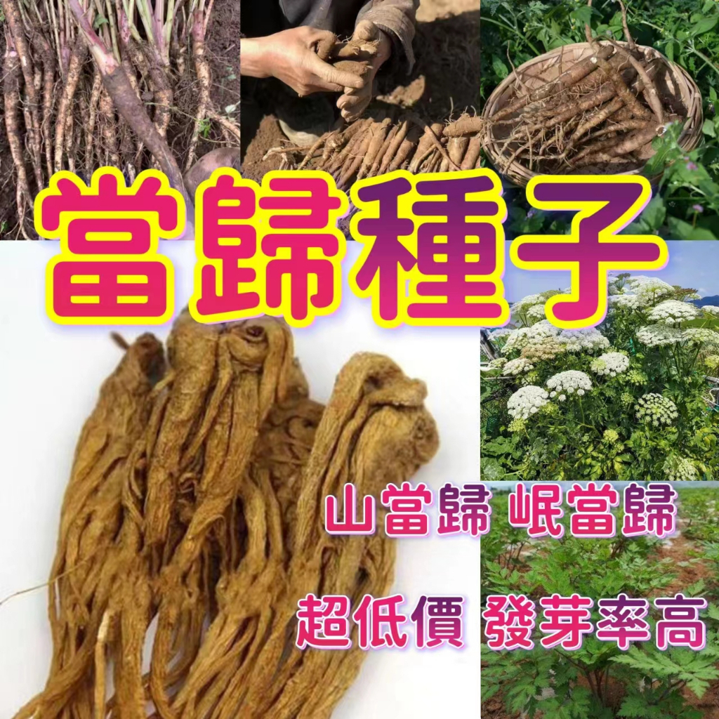 山當歸種子的價格推薦 - 2024年11月| 比價比個夠BigGo
