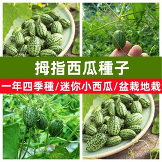 🍈拇指西瓜種子 薄皮迷你小西瓜高產稀有水果種子四季可種網紅小西瓜種子庭院陽臺盆栽地栽特色小瓜果種子