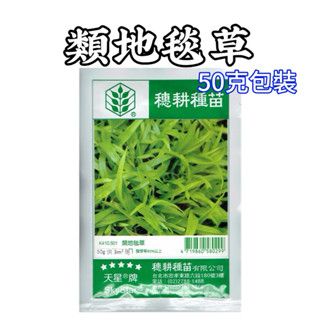 類地毯草 愛芬地毯草 (粉衣種子) 草籽 50g/包 草皮種子