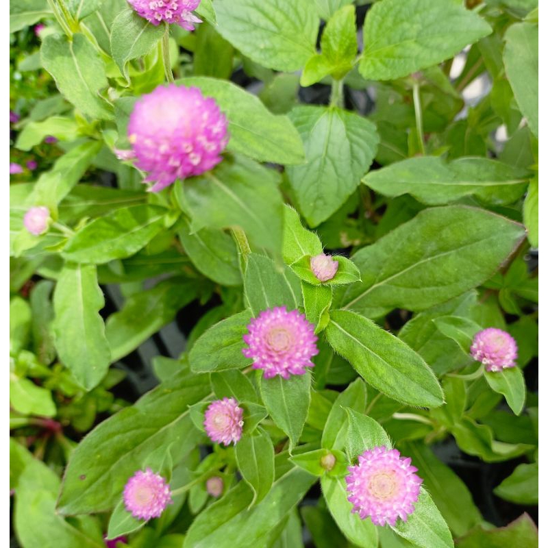 玫森 圓仔花 千日紅  袋苗 觀花植物
