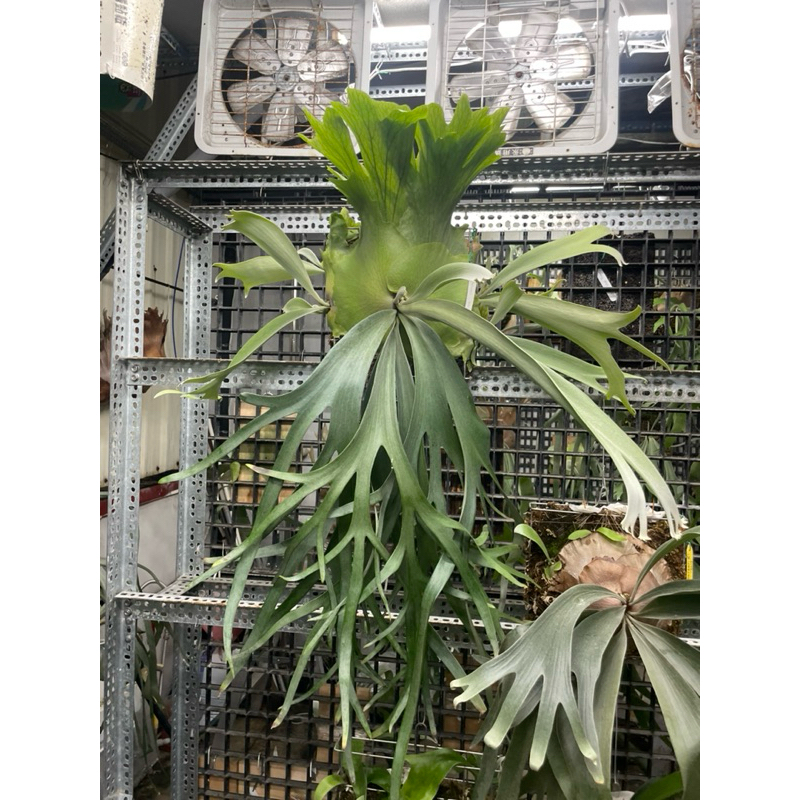 P.Wilinckii ‘Watchara’ 鹿角蕨上板側芽（請先私訊）