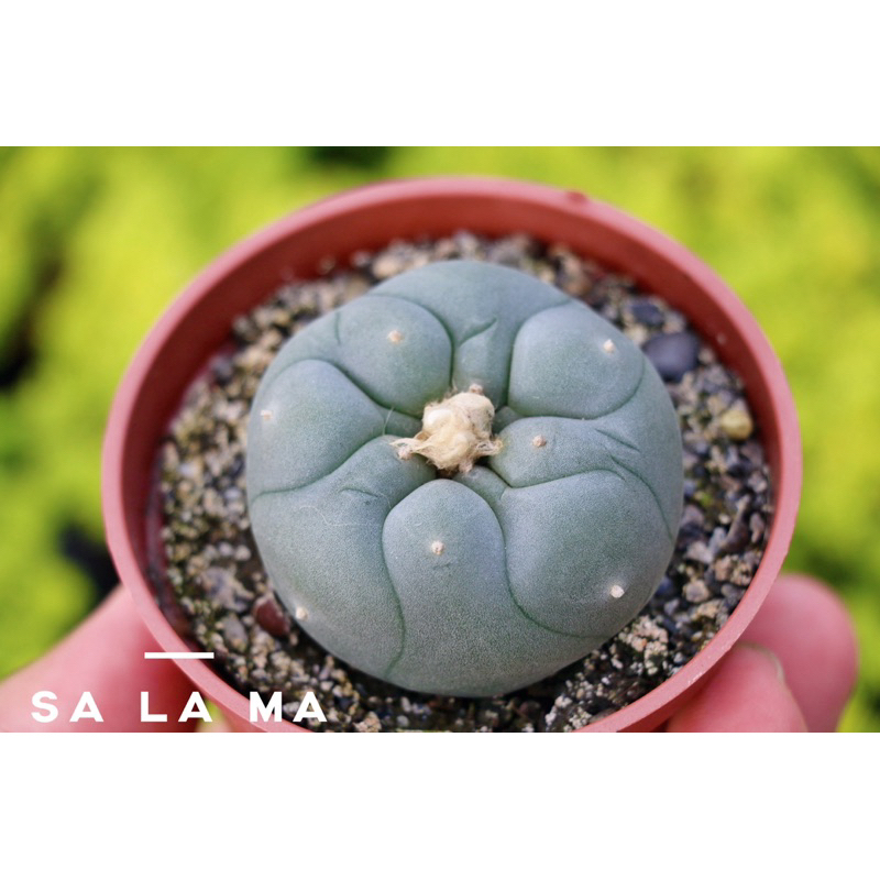 超值🔥🔥🔥【烏羽玉】3吋盆 Sa La Ma多肉植物| 仙人掌科烏羽玉屬 | 療癒植物