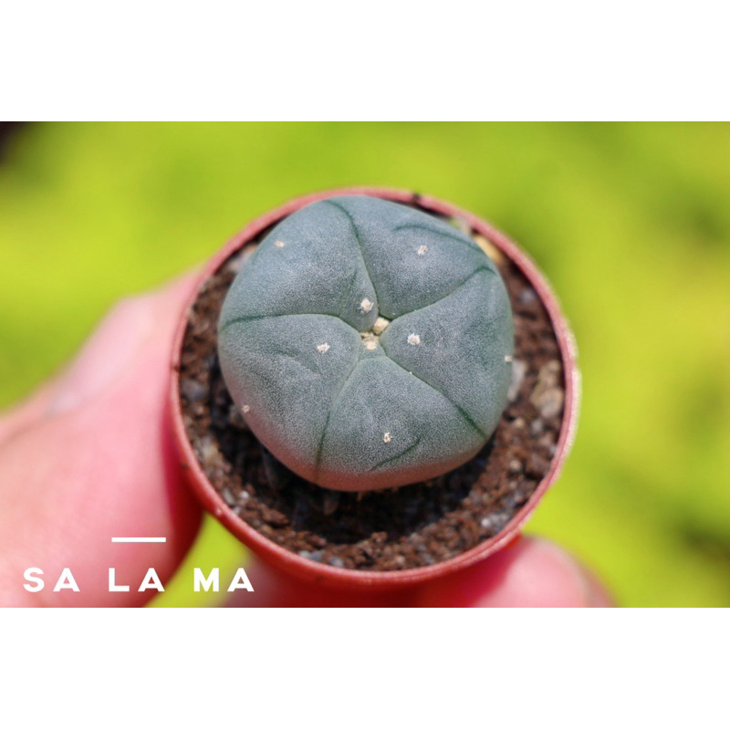 【烏羽玉】1吋盆 Sa La Ma多肉植物| 仙人掌科 | 療癒植物