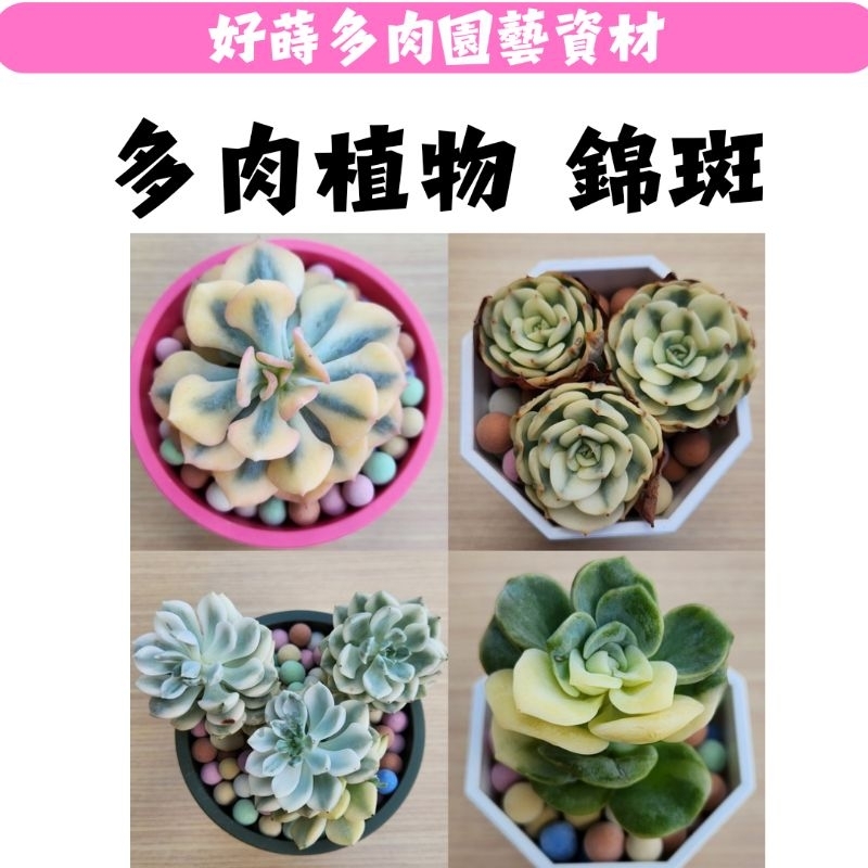 ✫好蒔多肉✫ 🌺快速出貨🌺韓國進口多肉 錦斑 實拍照 紫樂錦 西彩虹 可愛玫瑰錦 小米星錦 玉蝶錦 昂斯諾錦 月光女神錦