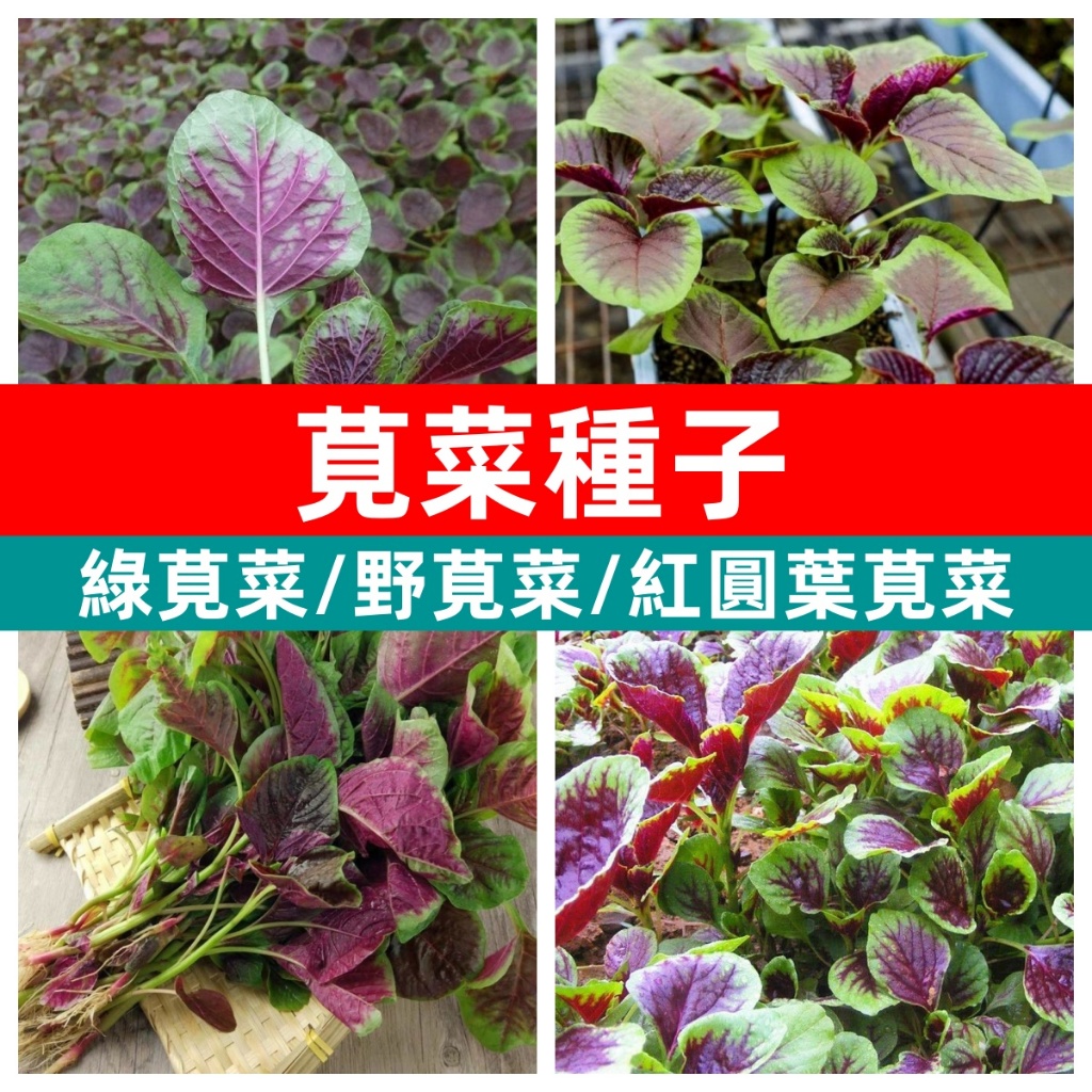🥬莧菜種子 紅圓葉莧菜野莧菜種子白莧菜野菜種子紅莧菜庭院陽台盆栽種植四季好養灑下就能活