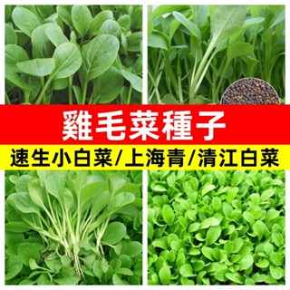 【18天可收成】速生雞毛菜種子 清江小白菜速生青菜種子上海青種子四季播種耐熱快菜種子農家盆栽蔬菜種子