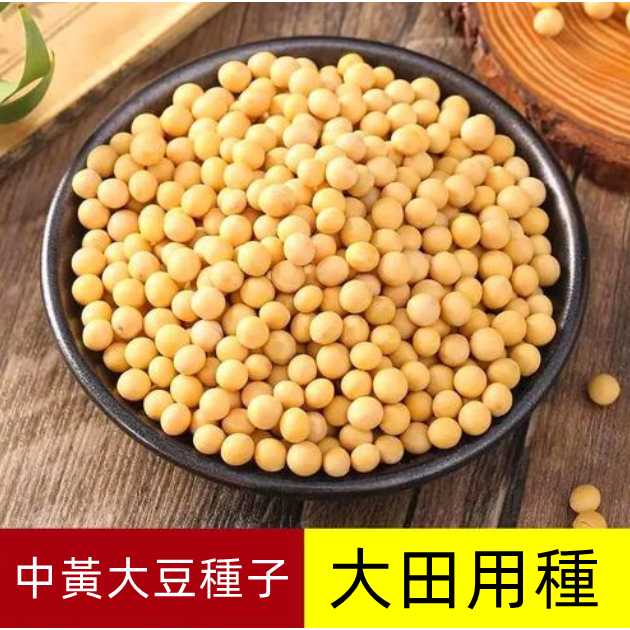 SH大豆種子 黃豆種子 高產早熟 大豆種子 毛豆種子 原裝分包 大田基地用種