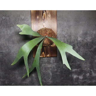 <美心花園> 上板鹿角蕨 白鹿 bifurcatum sp. white 18x25cm 已上板 (女王，亞猴，捲捲鹿