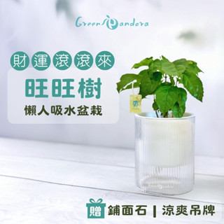 Green Pandora 旺旺樹 進財旺旺樹 招財植物 空氣淨化 光汐吸水盆栽 懶人盆栽 室內植物 辦公室盆栽