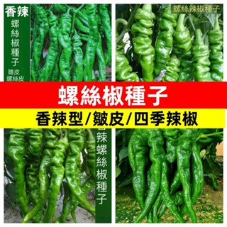 【香辣型】大果螺絲椒種子 又香又拉皺皮巨型辣椒青線椒四季蔬菜種子種植盆栽辣椒種子