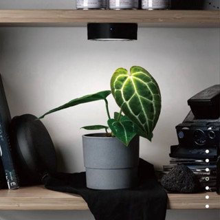 《現貨附發票》ONF MIST O Led 全光譜 植物室內照明 植物燈 植物光 觀葉 苔蘚 水草 塊根 植物室內補光燈