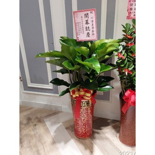 朵麗絲花店 綠鑽盆栽 開幕盆栽落地/A915 開幕盆栽 開幕送禮 開店招財 新居落成