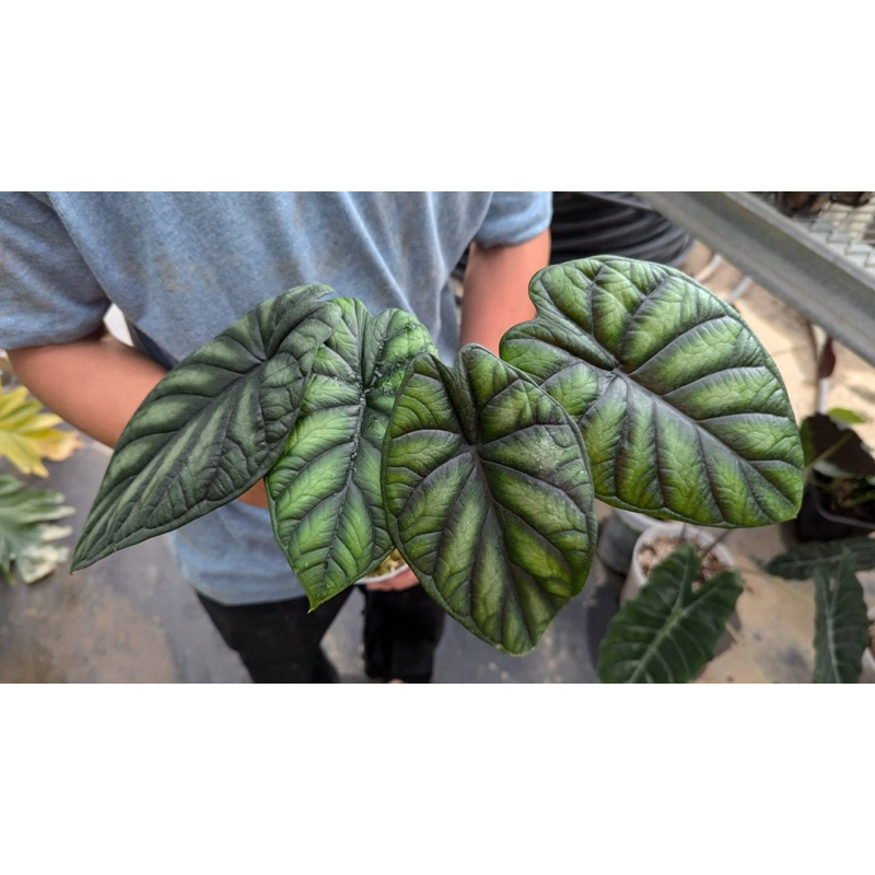 龍鱗觀音蓮 青龍觀音蓮 Alocasia dragon scale 觀葉植物 小品植物