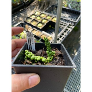 豆豆龍-風不動屬 Dischidia Nummularia 'Dragon Jade'