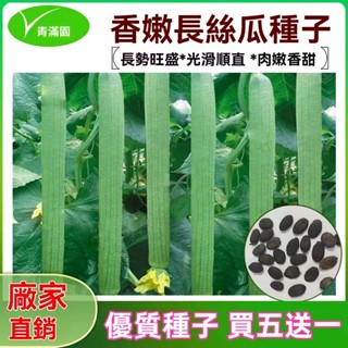 ✨原廠直銷【包裝種子】長嫩絲瓜種子春夏季庭院種植菜種籽吊絲瓜籽絲瓜種子大全 蔬菜瓜果種子大全