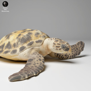 Tazo工坊[AD] 玳瑁海龜登陸姿Hawksbill Sea Turtle landing 3D列印模型GBR