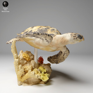 Tazo工坊[AD] 玳瑁海龜游泳姿Hawksbill Sea Turtle swim 3D列印模型GBR