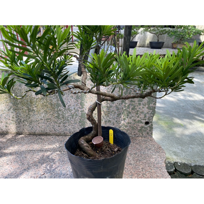 羅漢松盆栽（12），尺寸如照片，售價1800元