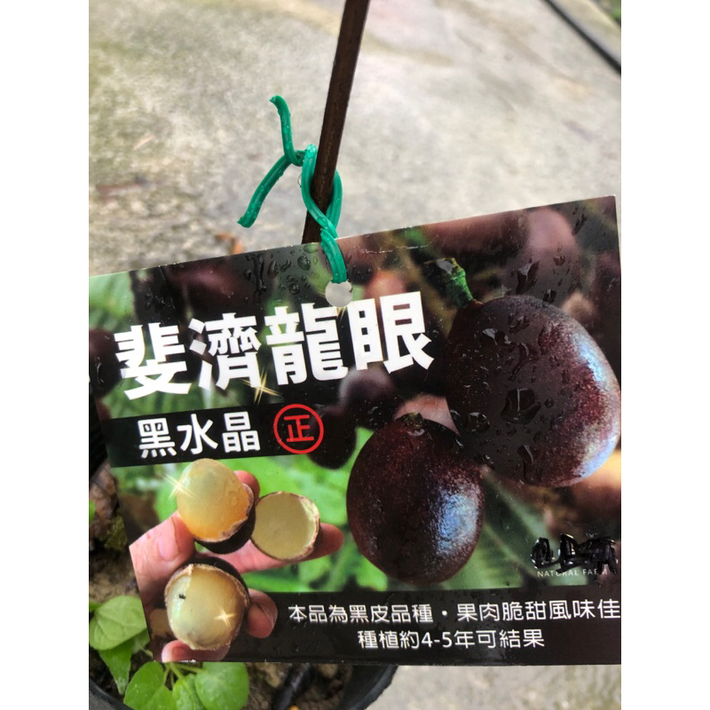 斐濟龍眼/4.5寸苗植袋⋯
