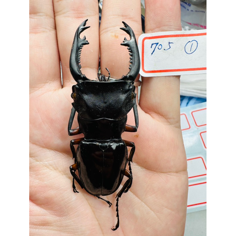 Odontolabis 標本的價格推薦- 2025年12月| 比價比個夠BigGo