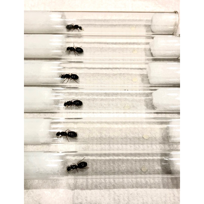 螞蟻飼養替換試管，2種尺寸供選擇（15mm、18mm)