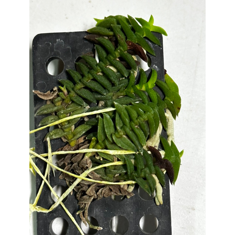 Schoenorchis scolopendria 蜈蚣湯匙蘭 進口植株