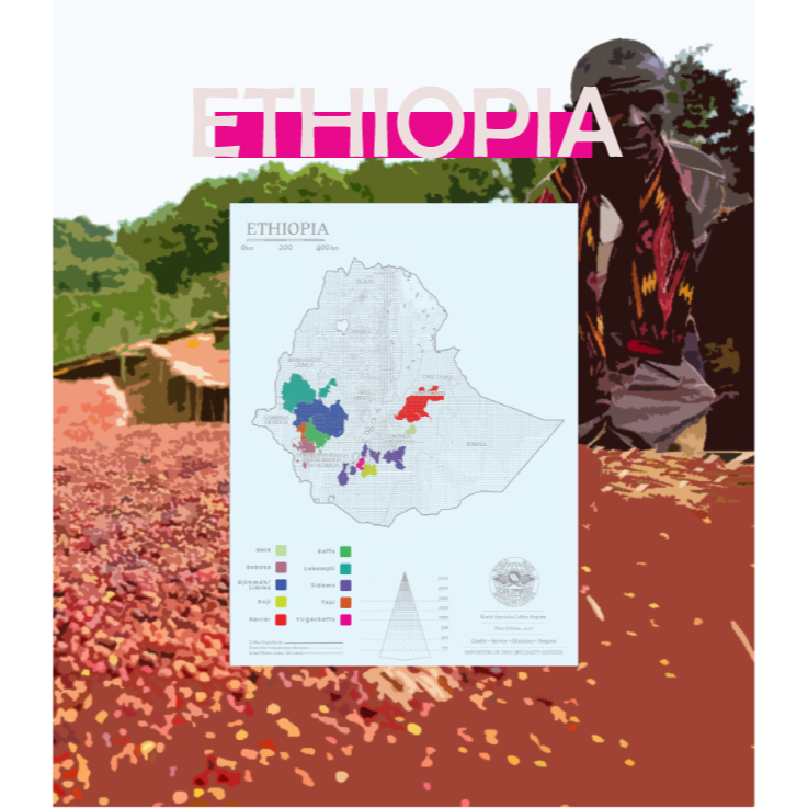 莉普森【咖啡生豆】2022產季■衣索比亞 日曬 耶珈雪啡 科洽雷/科契爾 巫里處理廠 G1