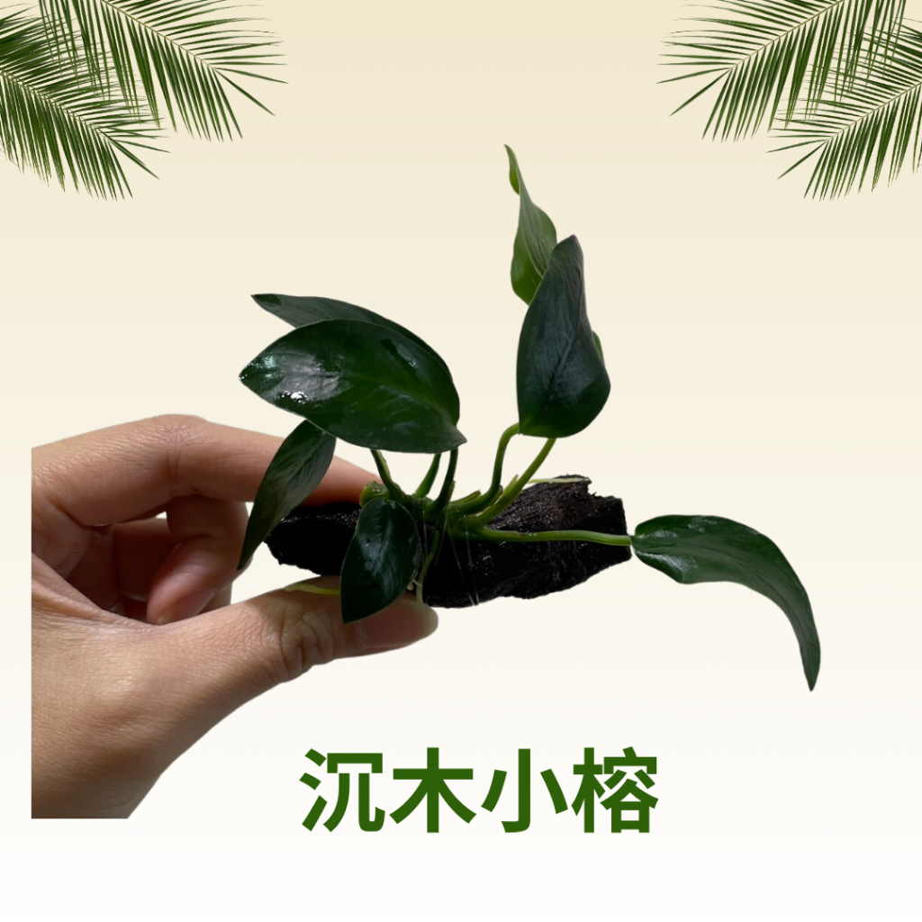 ⋘魚市⋙沉木小榕 不需CO2 石頭小榕 石頭榕 小榕 迷你榕 水草 黃金小榕 陰性草 造景 微景觀