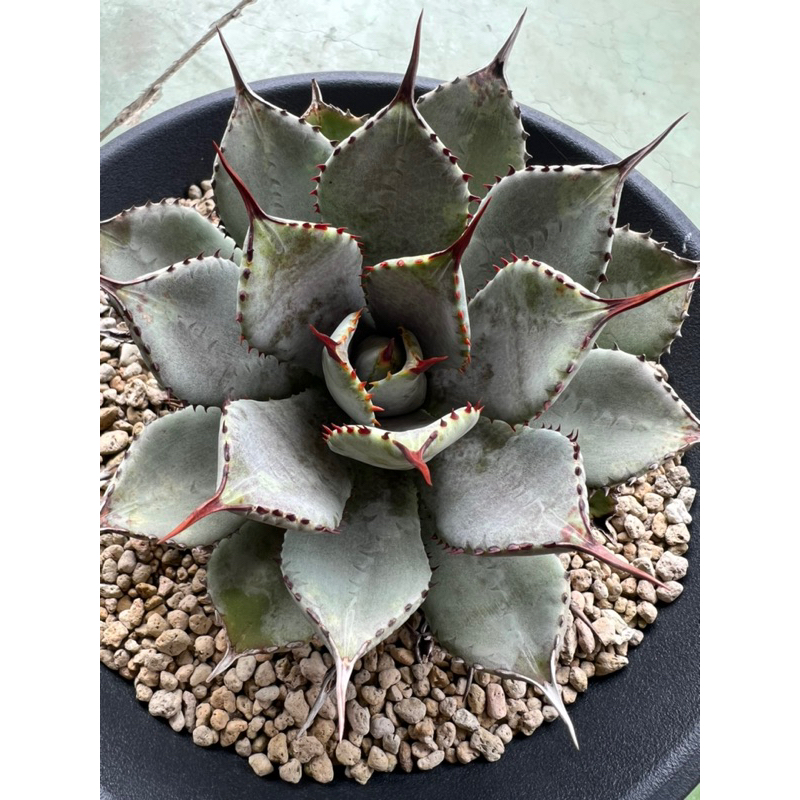 《JS龍虎園》多肉植物 龍舌蘭 agave 《厚葉血雷》