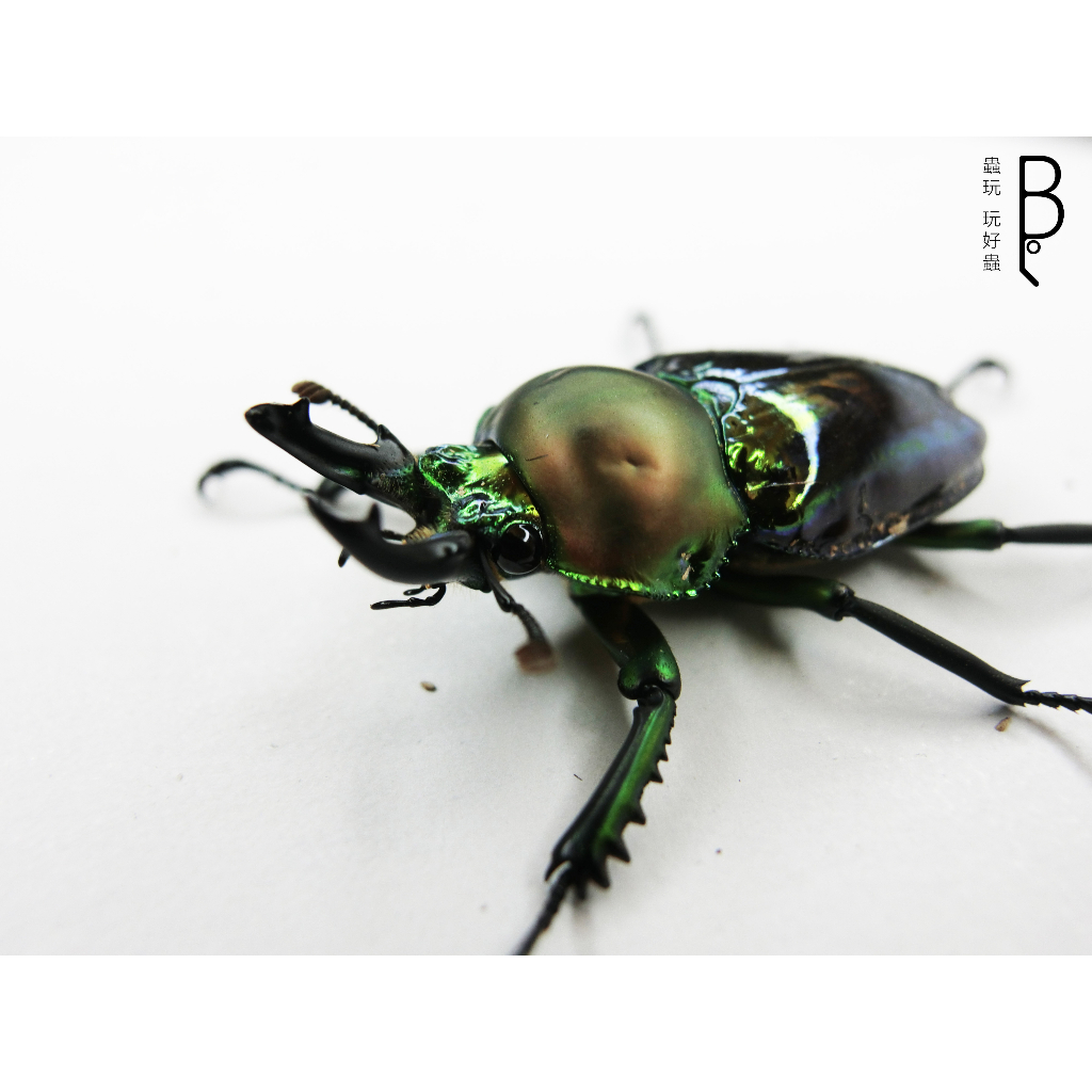 【蟲玩】琉璃彩虹鍬形蟲L1幼蟲 可動式模型