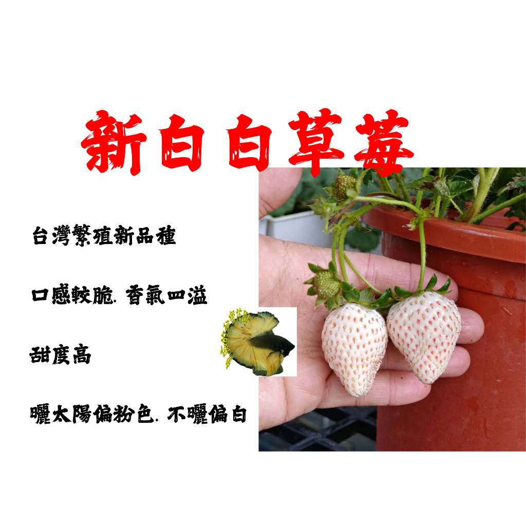 尚未開花結果! 5寸盆 [ 新白白草莓盆栽 白草莓盆栽 ]  新品種草莓苗 ～季節限定~ 先確認有沒有貨再下標!