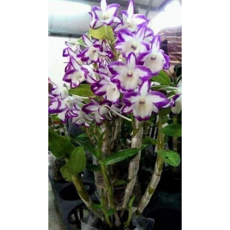 【蘭蕨雨林】Den. Hamana Lake 'Prism'，日本株，潑墨春石斛，好種，春季開花，有香味。