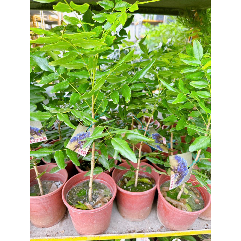 植物空間 室外植物 南非樹紫藤 4吋 開花植物