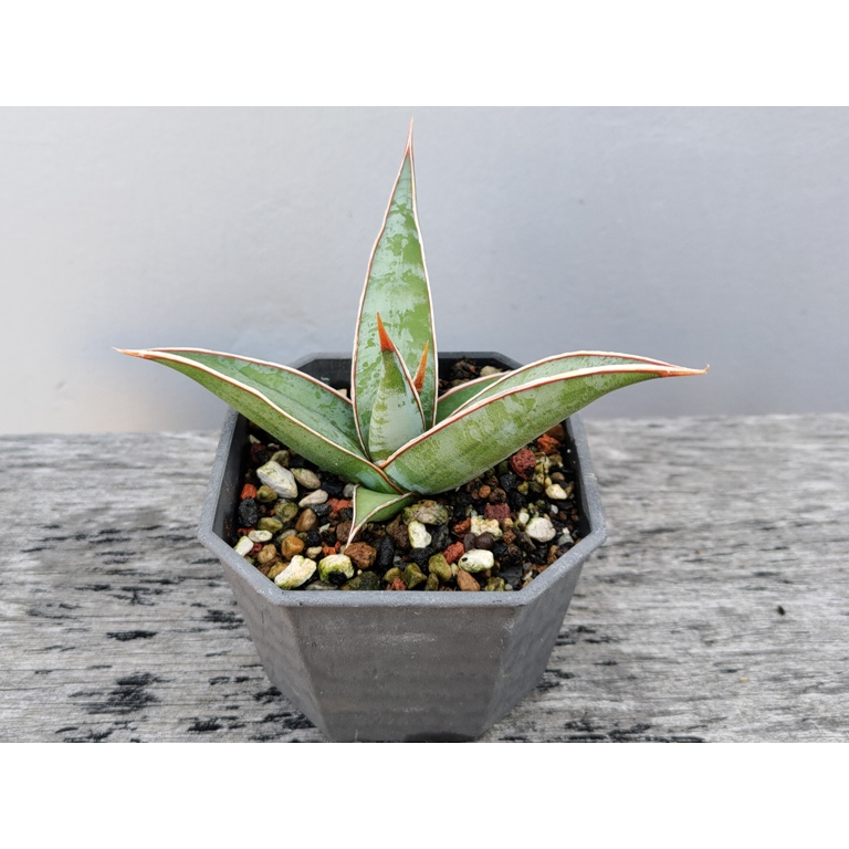 姬鮑魚虎尾蘭~Sansevieria pinguicula(3.5吋盆，裸根寄，下標前請詳閱商品說明)