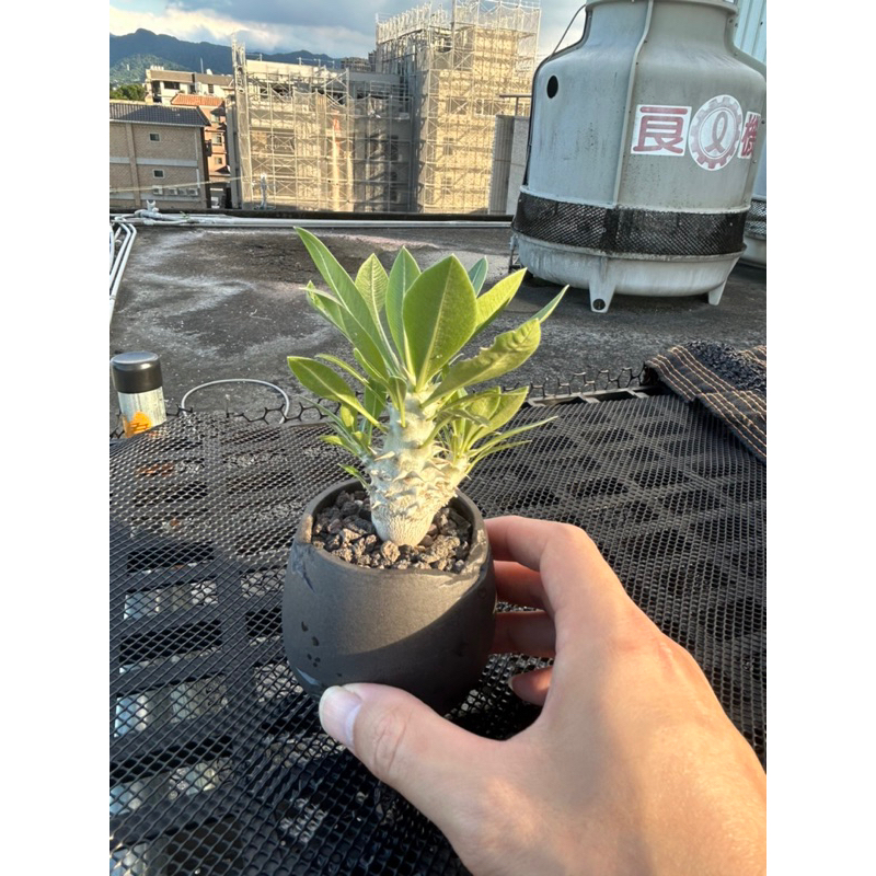 [HJ Plant]-塊根植物| 象牙宮/實生象牙宮