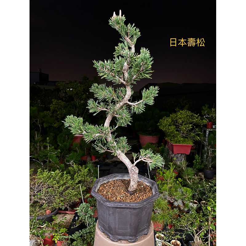 「藝樹植栽」造型盆栽-日本進口壽松-短針品種