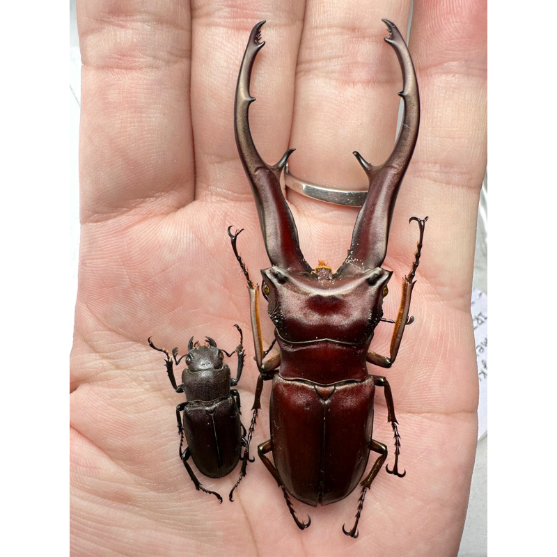 昆蟲標本（死的非活體） 83mm 野生 成對 紅色型 內齒輕微磨損 Cyclommatus imperator 帝王細身